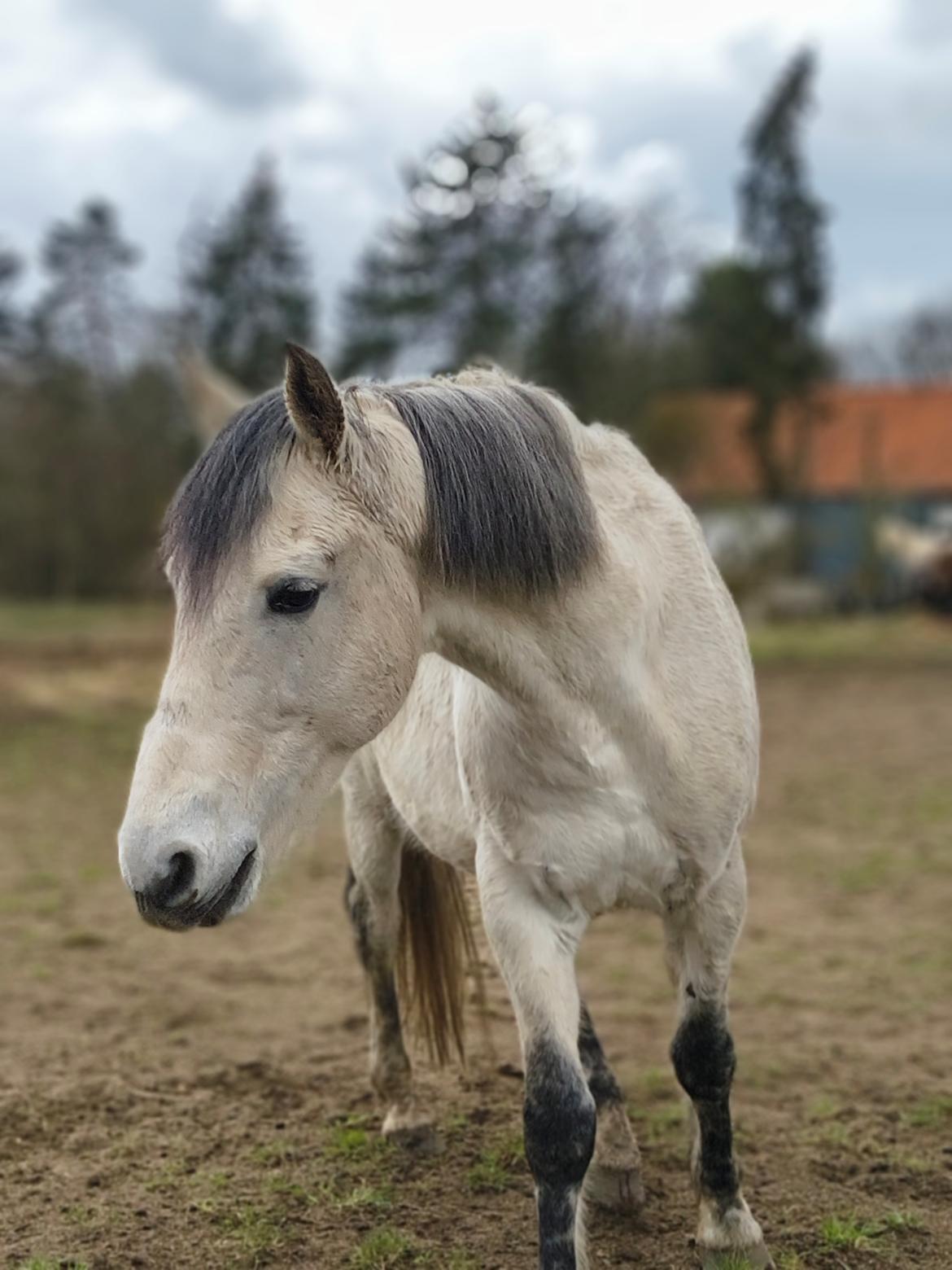 Furioso Lélek  billede 7