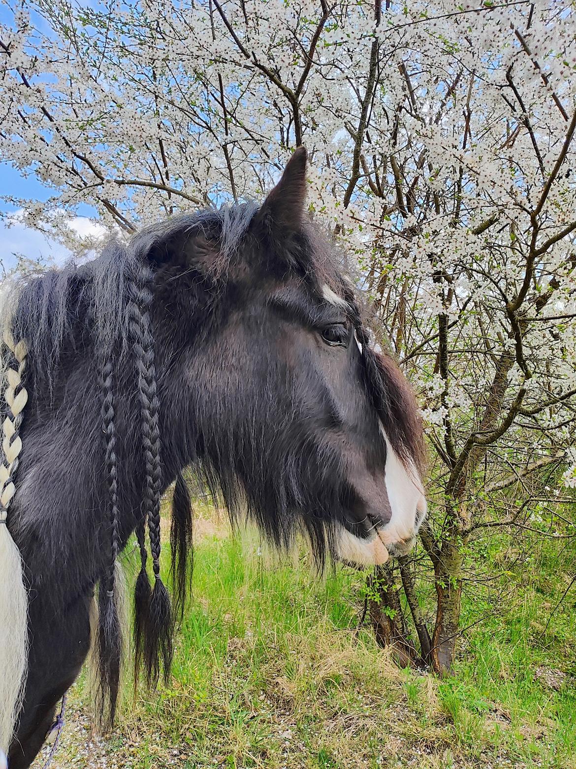 Irish Cob Aaskovs Golden Nala billede 2
