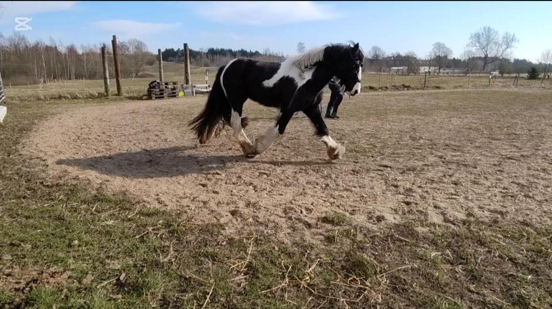 Irish Cob Aaskovs Golden Nala billede 3