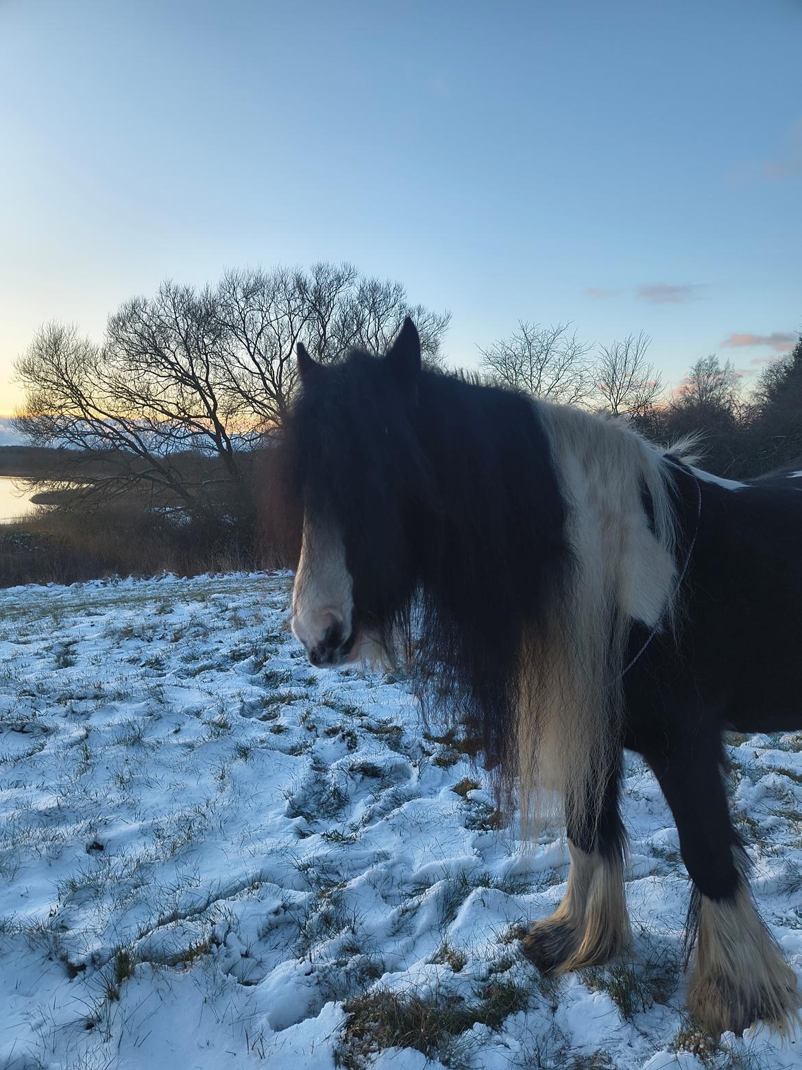 Irish Cob Aaskovs Golden Nala billede 4