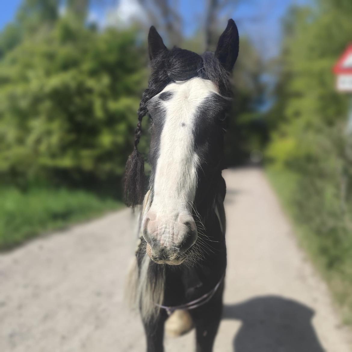 Irish Cob Aaskovs Golden Nala billede 5