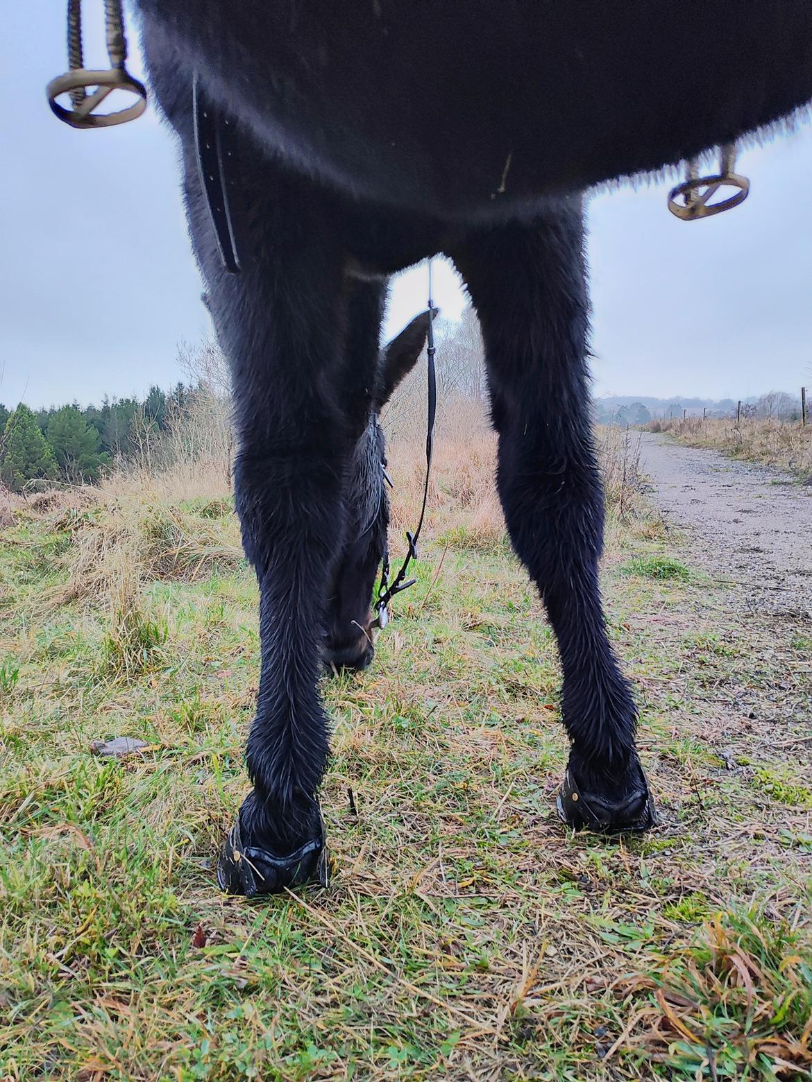 Anden særlig race Fuego billede 2