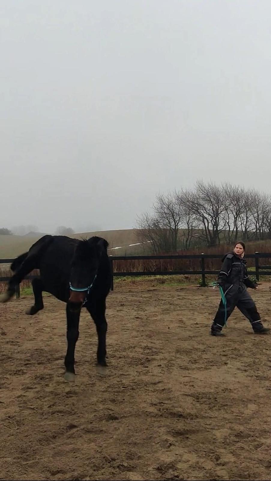 Anden særlig race Fuego billede 3