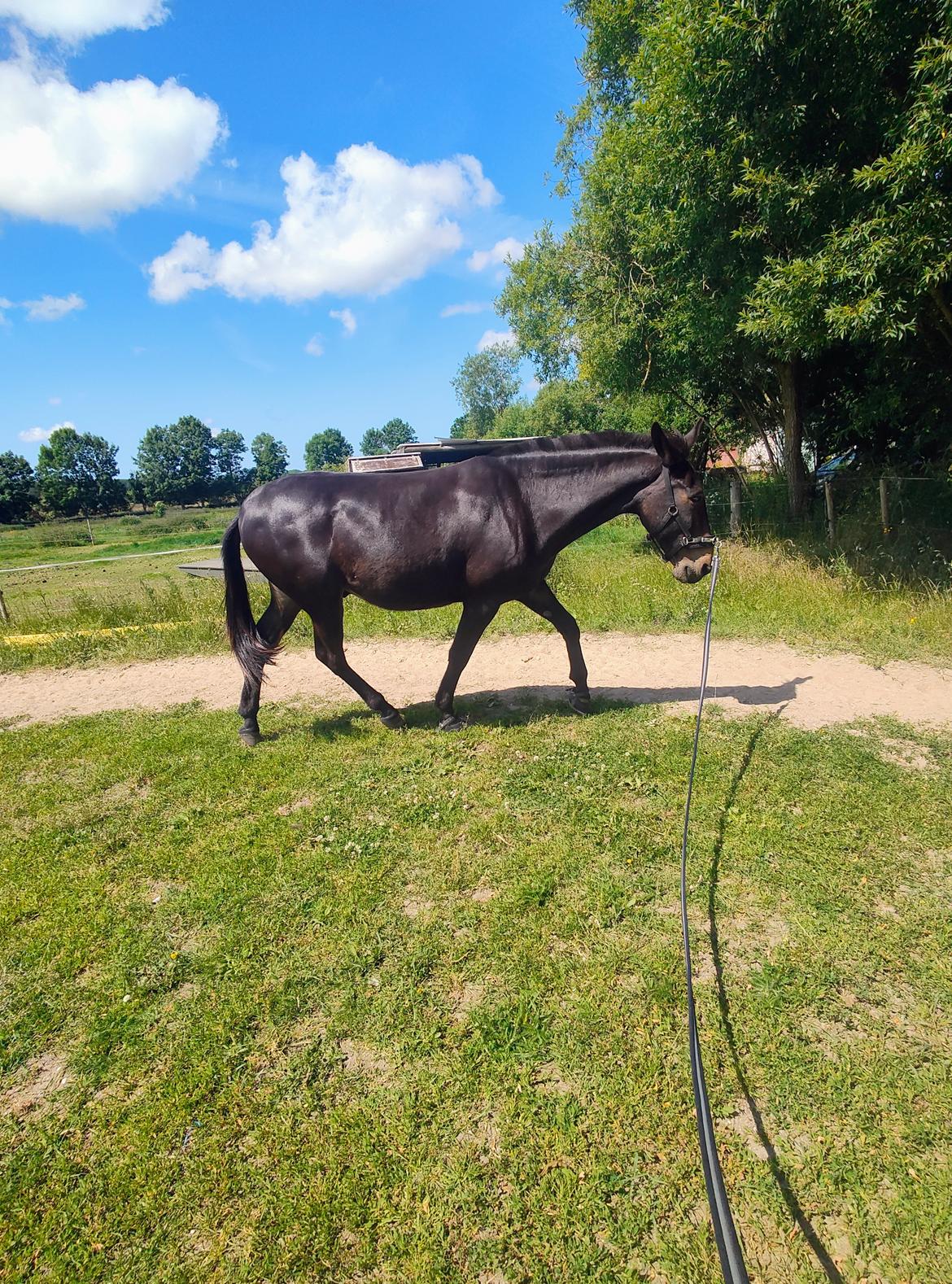 Anden særlig race Fuego billede 4