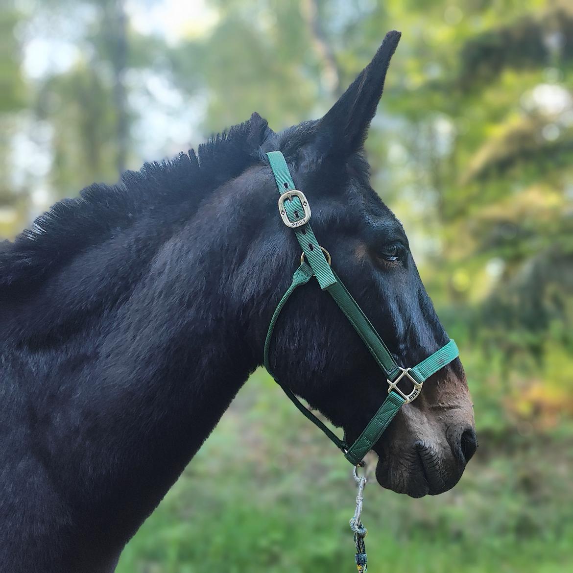 Anden særlig race Fuego billede 5