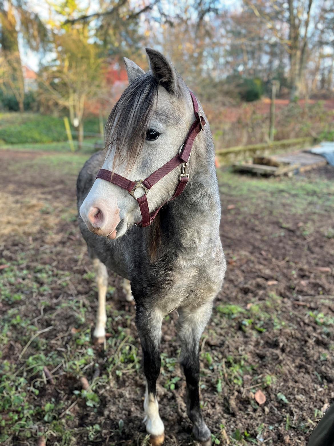Welsh Pony (sec B) Santana billede 1