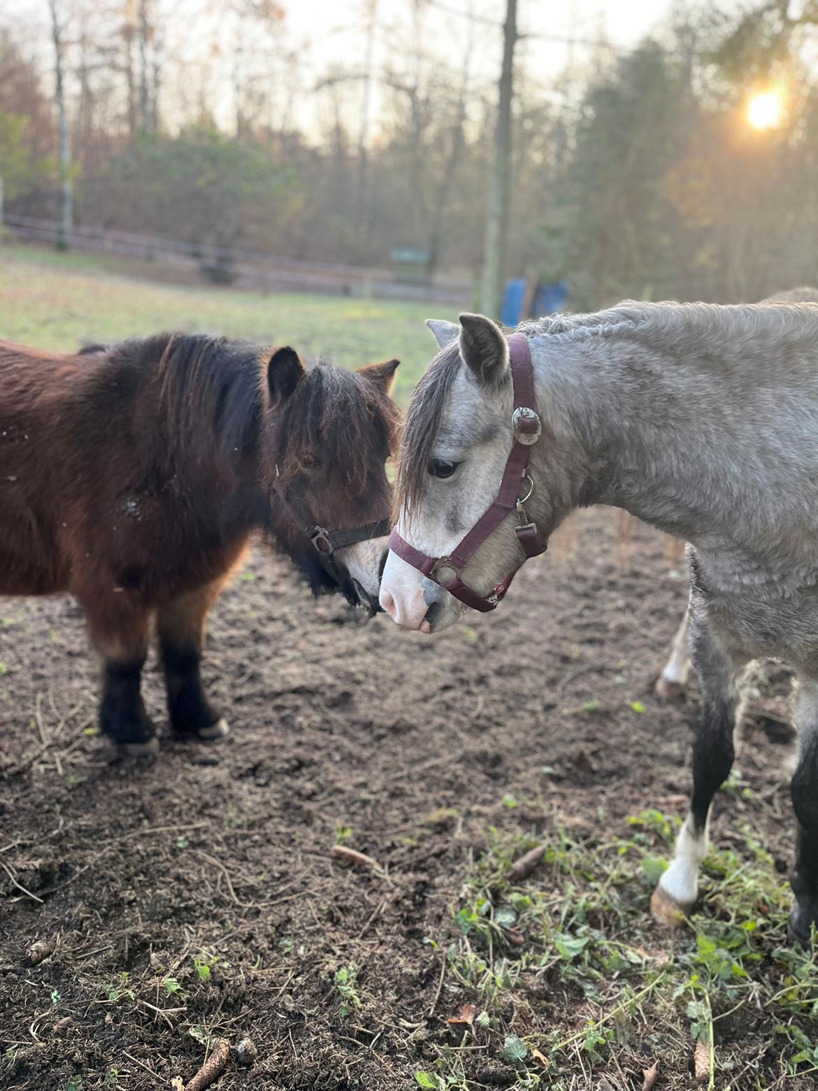 Welsh Pony (sec B) Santana billede 2