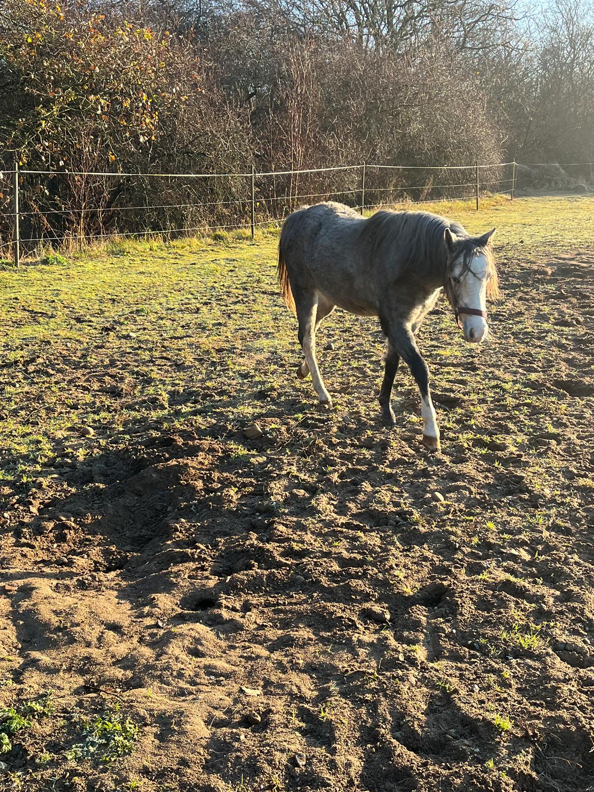 Welsh Pony (sec B) Santana billede 4