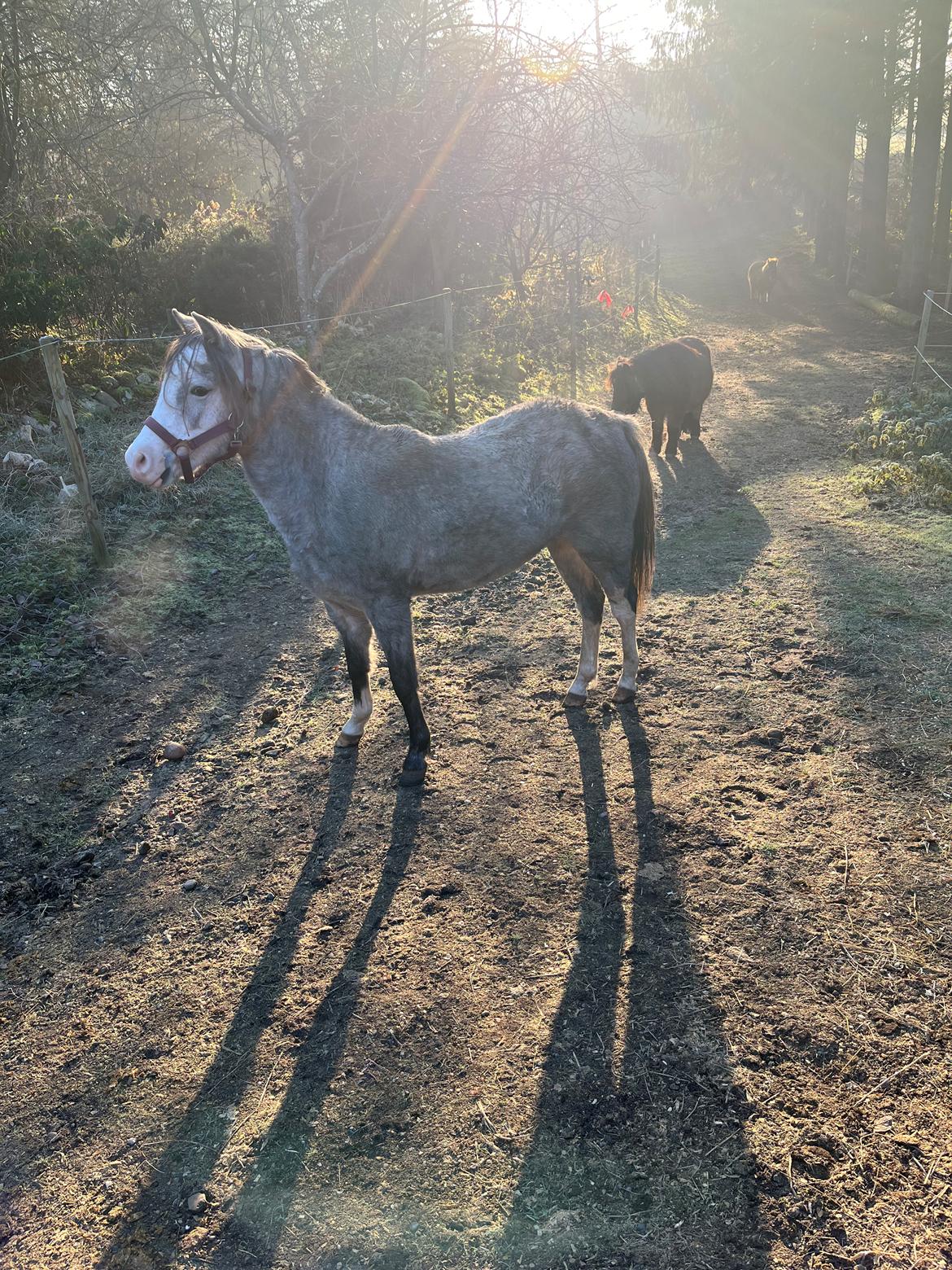 Welsh Pony (sec B) Santana billede 3