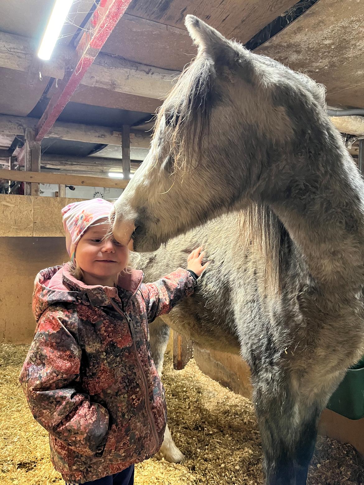 Welsh Pony (sec B) Santana billede 6