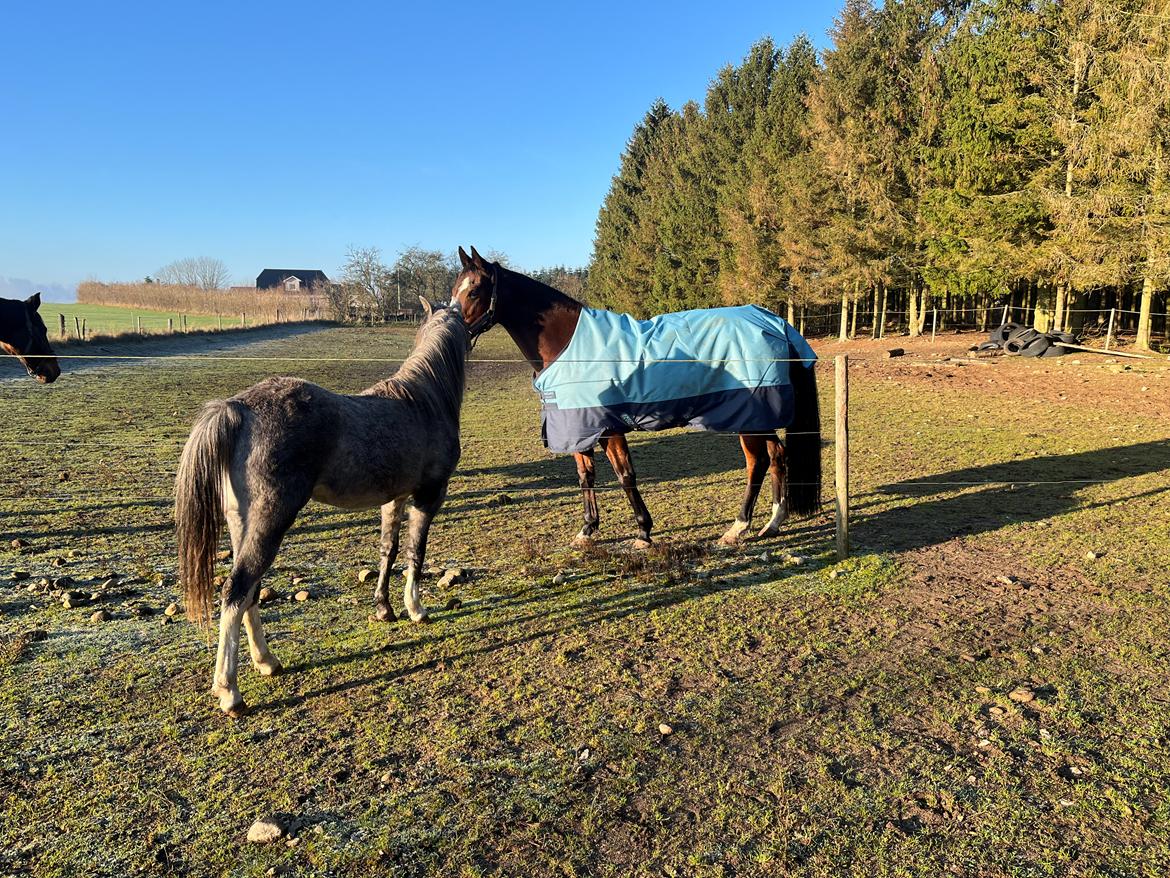 Welsh Pony (sec B) Santana billede 5