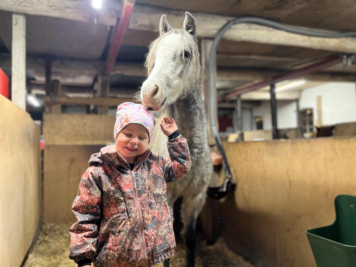 Welsh Pony (sec B) Santana billede 7