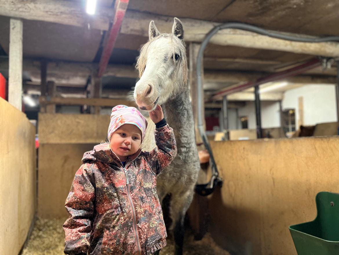 Welsh Pony (sec B) Santana billede 8