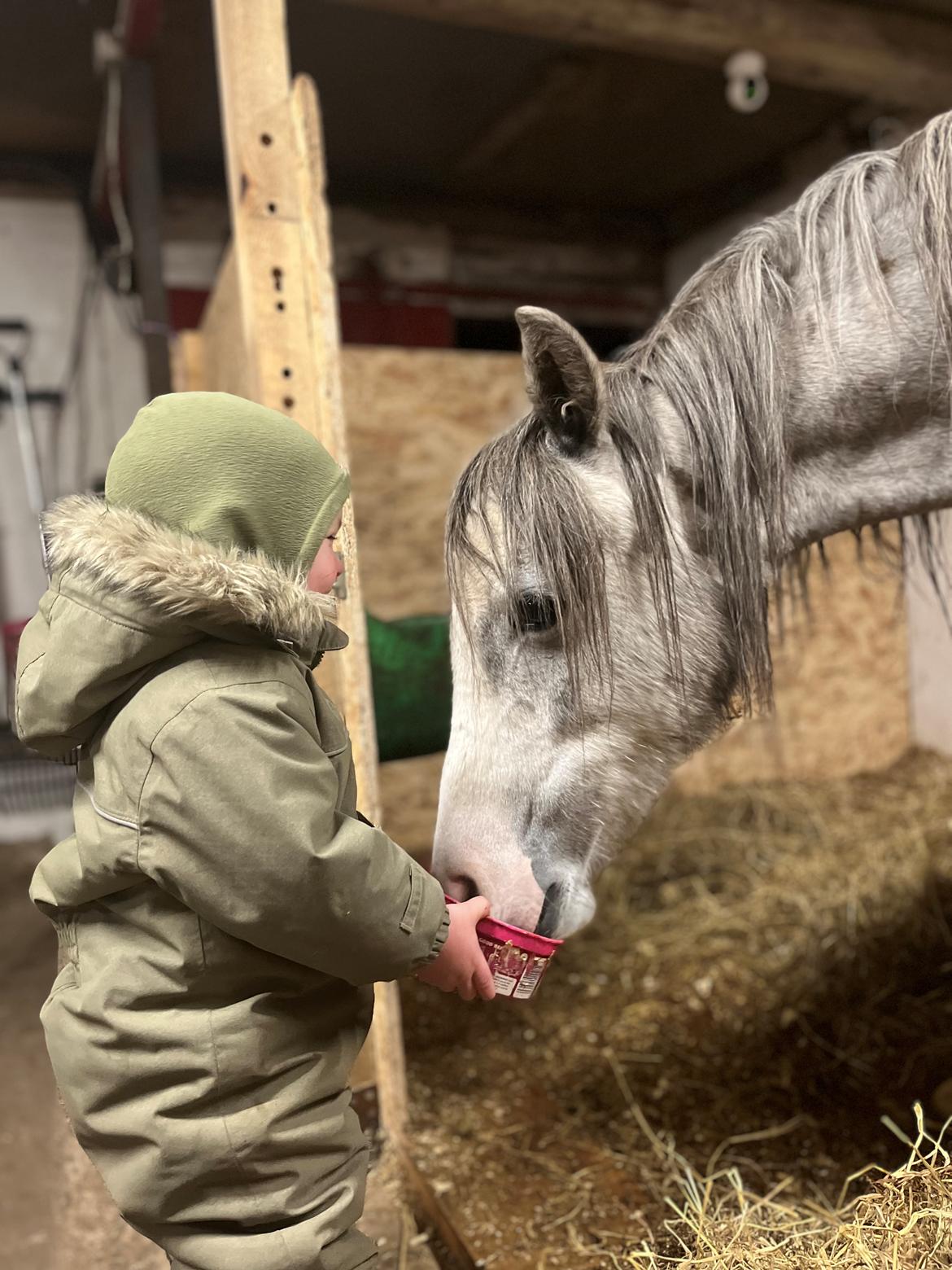 Welsh Pony (sec B) Santana billede 10