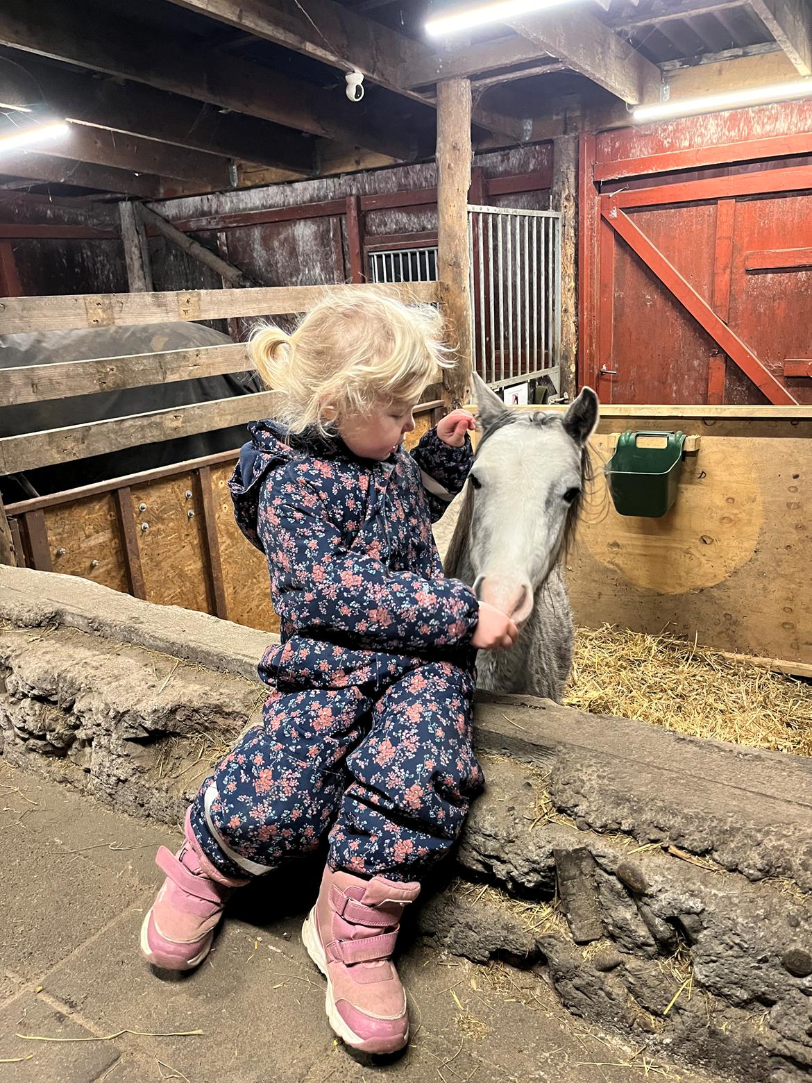 Welsh Pony (sec B) Santana billede 9