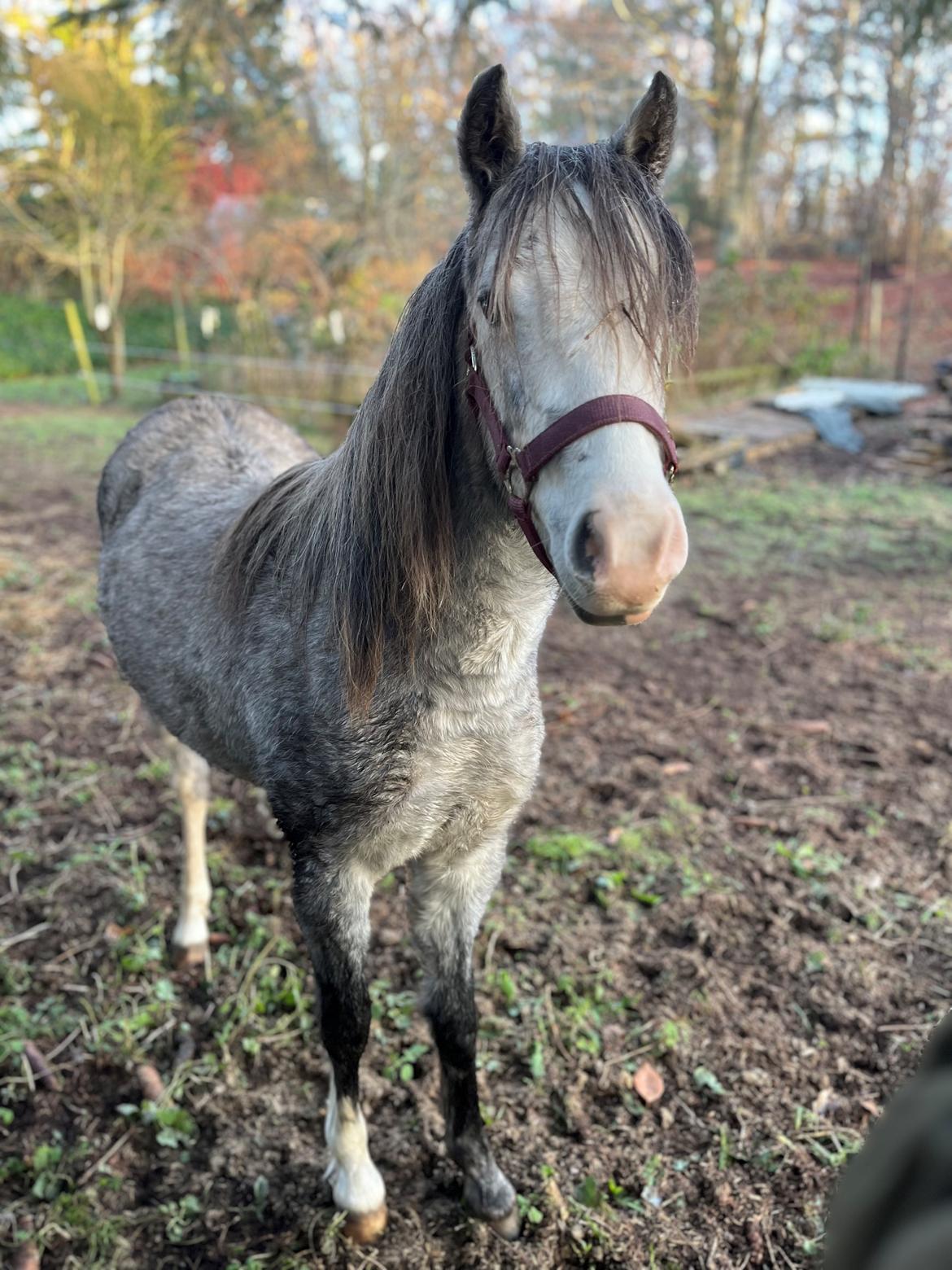 Welsh Pony (sec B) Santana billede 11