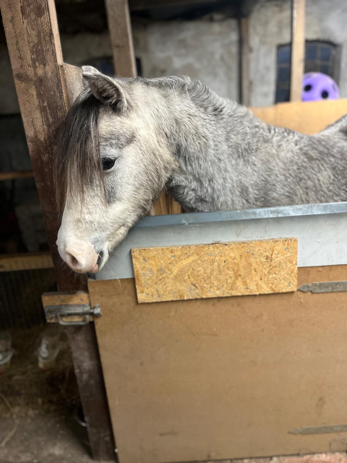 Welsh Pony (sec B) Santana billede 12