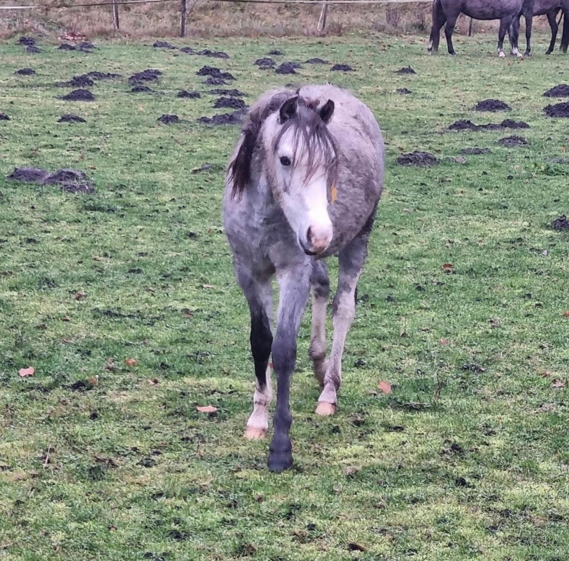 Welsh Pony (sec B) Santana billede 13