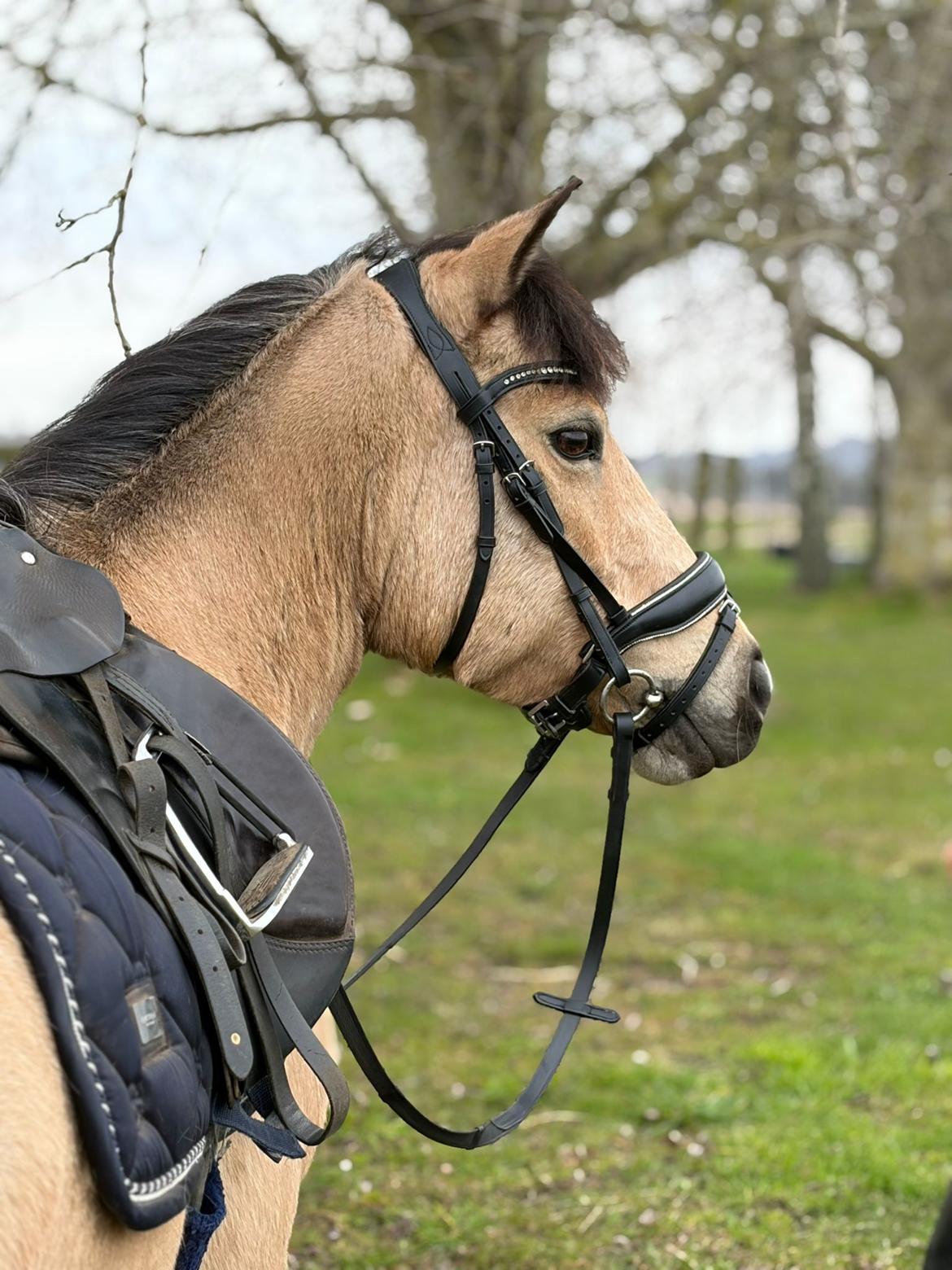 Anden særlig race Vegenå Beautie billede 4