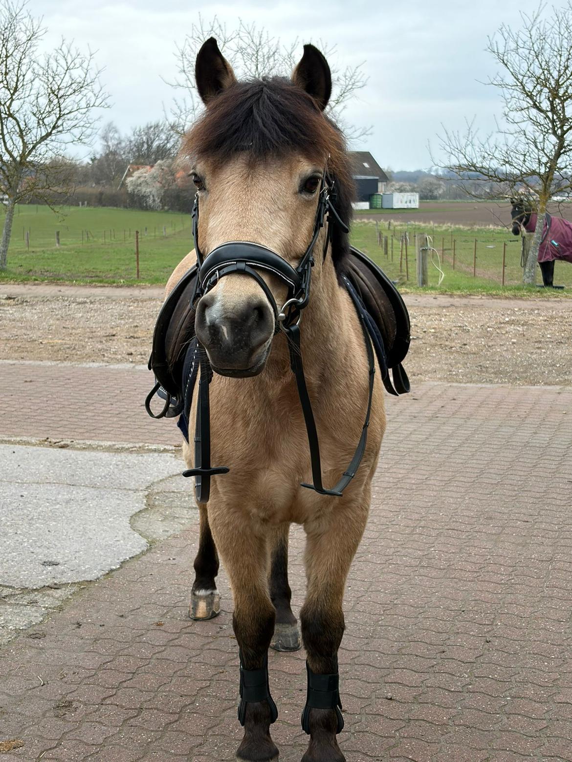 Anden særlig race Vegenå Beautie billede 6