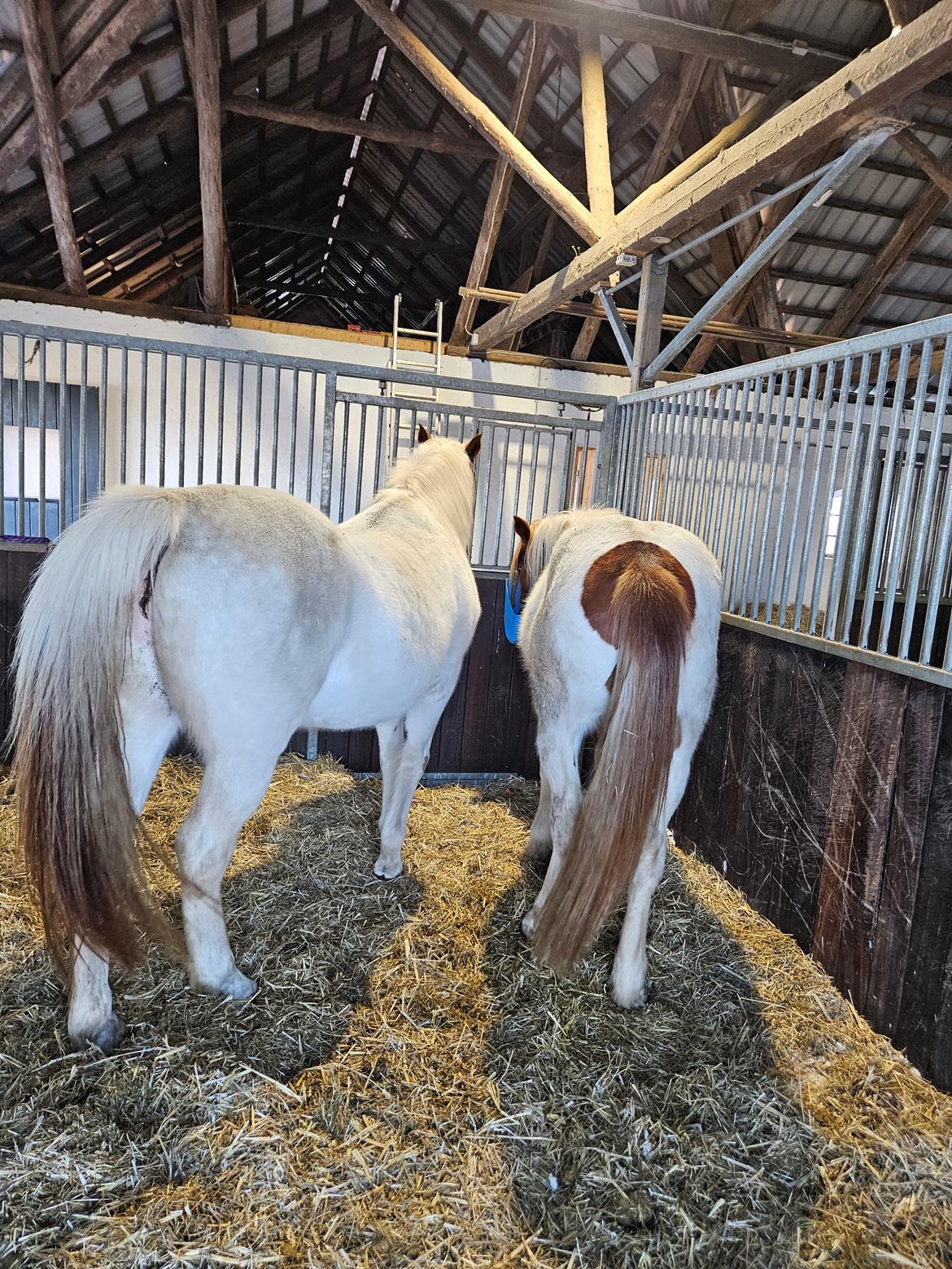 Anden særlig race Heimdal  billede 12