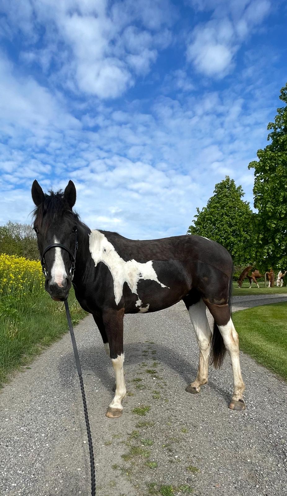 Pinto - Hindbærgårdens Ashmore (Divle) billede 47