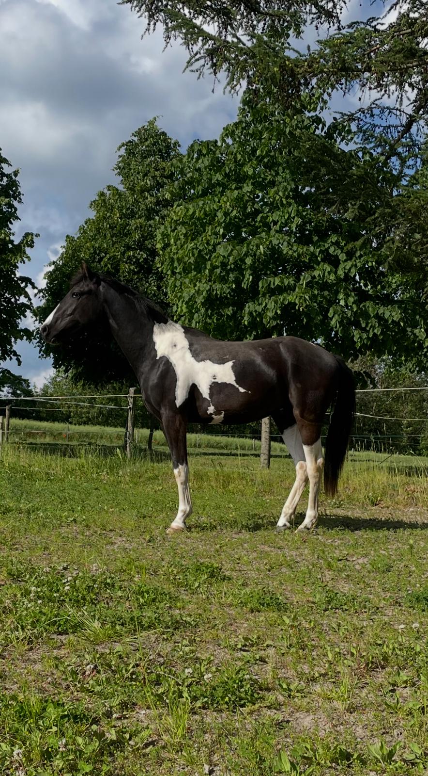 Pinto - Hindbærgårdens Ashmore (Divle) billede 48