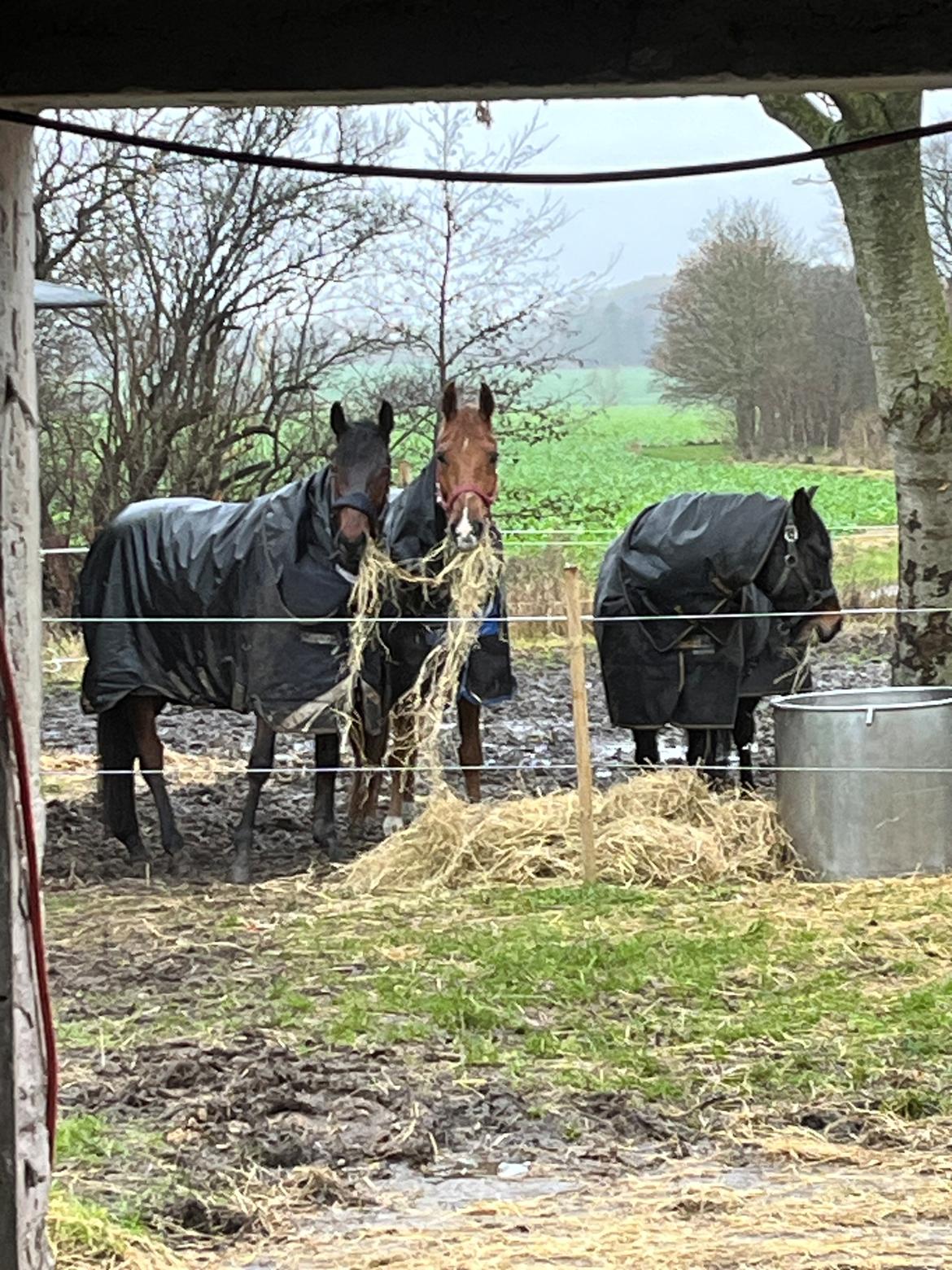 Zangersheide R noragers super size me z billede 3