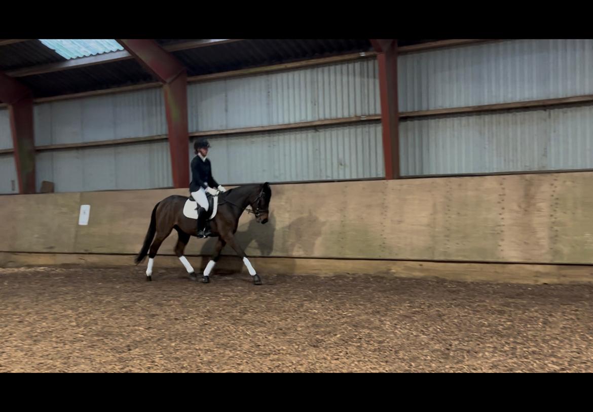Zangersheide R noragers super size me z billede 9