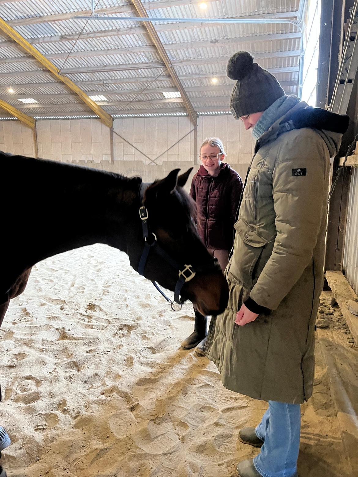 Zangersheide R noragers super size me z - Ved låne familien billede 10