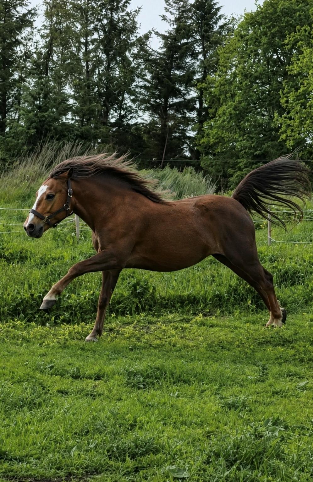Welsh Mountain (sec A) Callunas Lucky Luke | Fighter | [Hjemvendt] billede 40