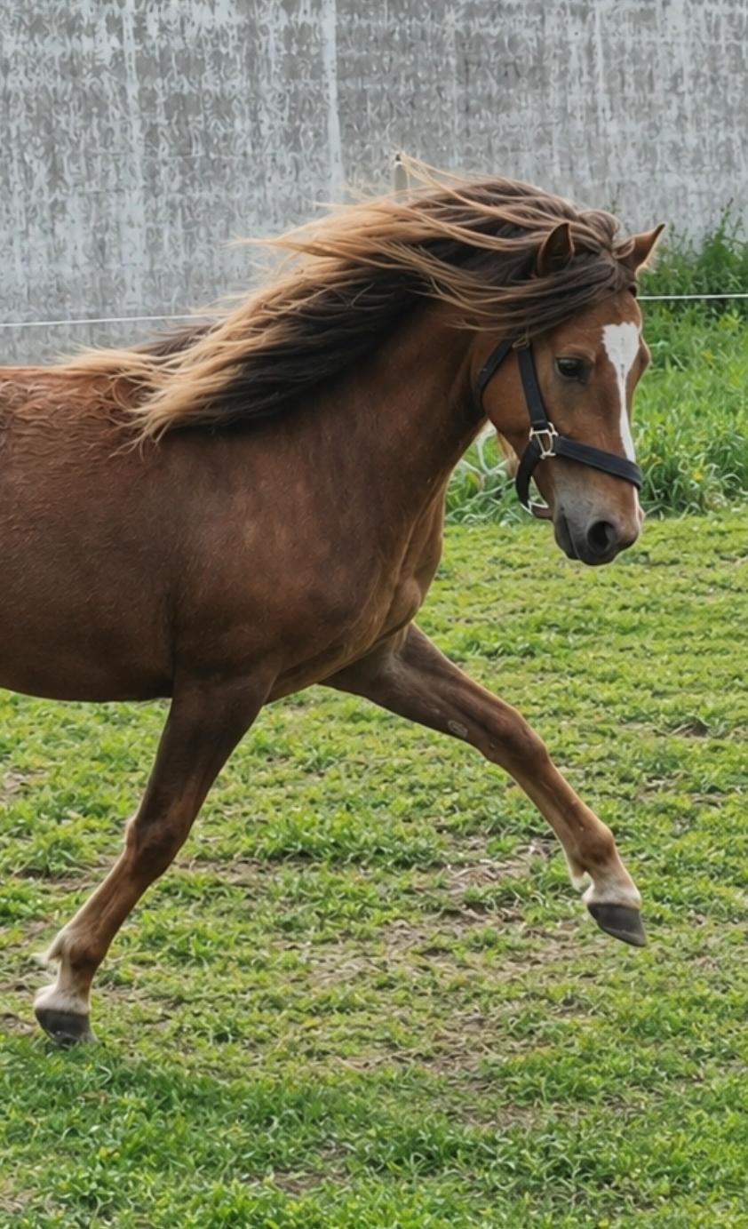 Welsh Mountain (sec A) Callunas Lucky Luke | Fighter | [Hjemvendt] billede 41