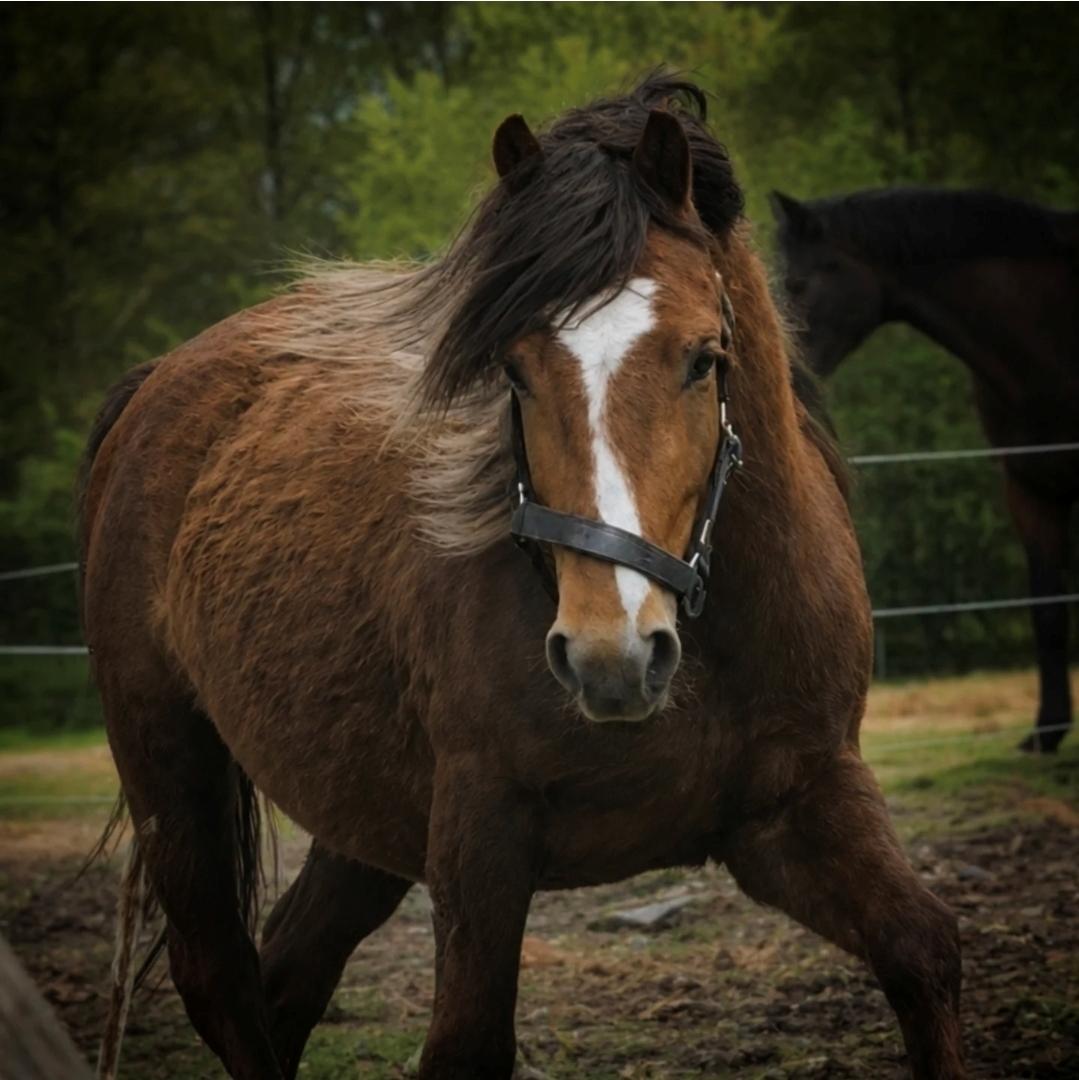 Welsh Mountain (sec A) Callunas Lucky Luke | Fighter | [Hjemvendt] billede 42