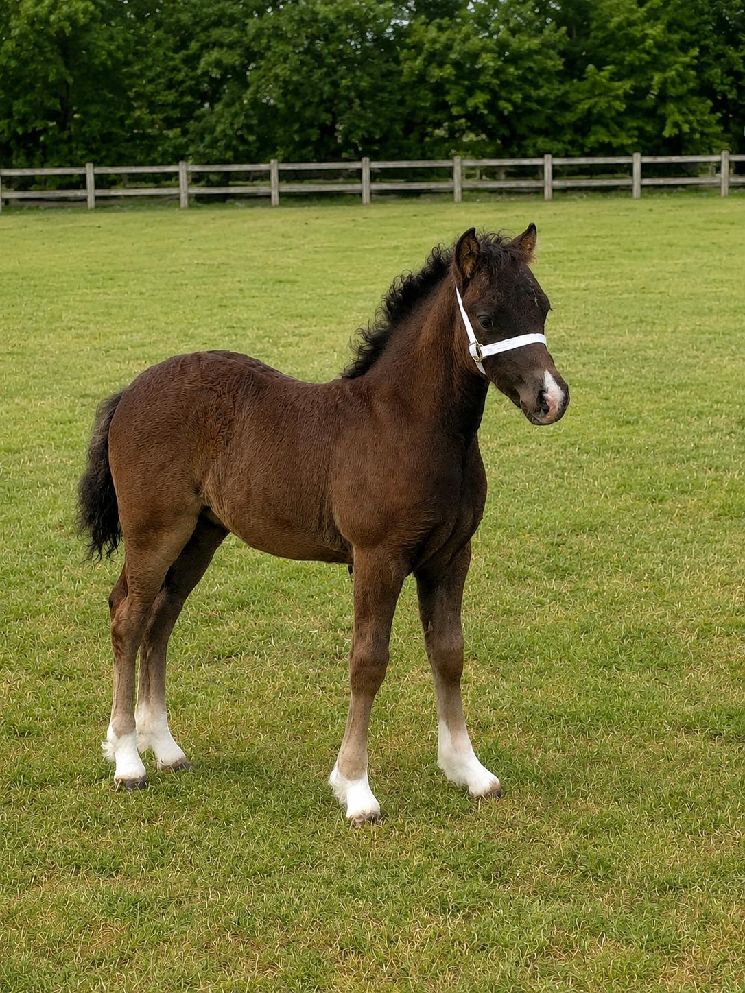 Welsh Pony af Cob-type (sec C) Skovly's Black Dancing Star billede 1