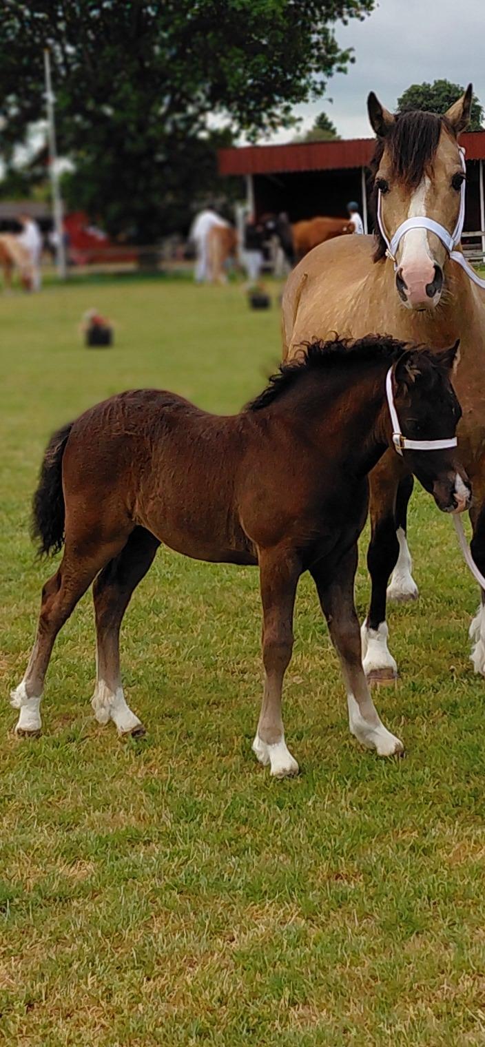 Welsh Pony af Cob-type (sec C) Skovly's Black Dancing Star billede 2