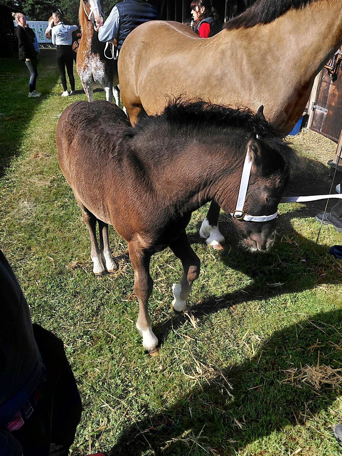 Welsh Pony af Cob-type (sec C) Skovly's Black Dancing Star billede 3