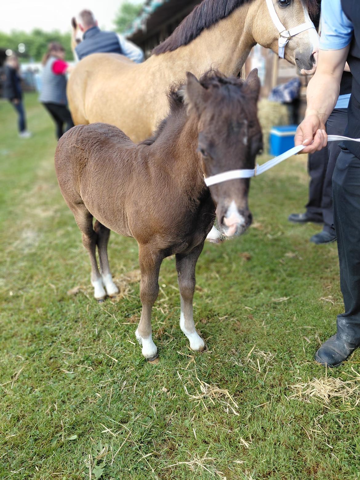 Welsh Pony af Cob-type (sec C) Skovly's Black Dancing Star billede 4