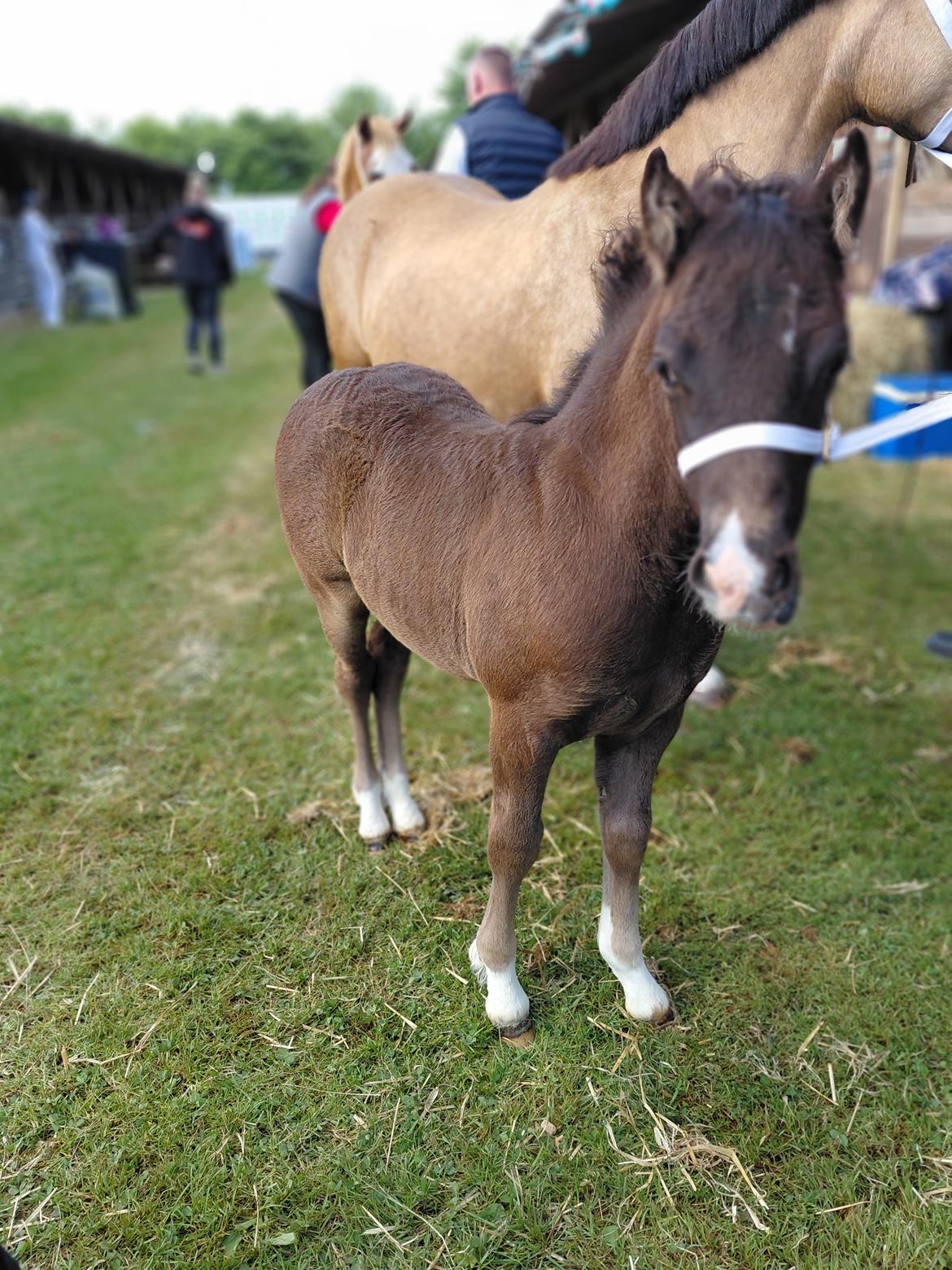 Welsh Pony af Cob-type (sec C) Skovly's Black Dancing Star billede 6