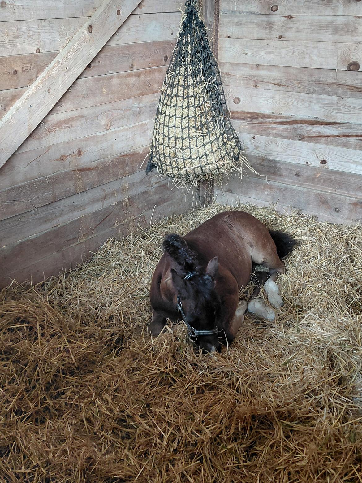 Welsh Pony af Cob-type (sec C) Skovly's Black Dancing Star billede 7