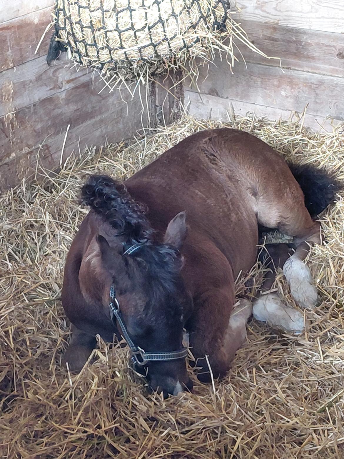 Welsh Pony af Cob-type (sec C) Skovly's Black Dancing Star billede 8