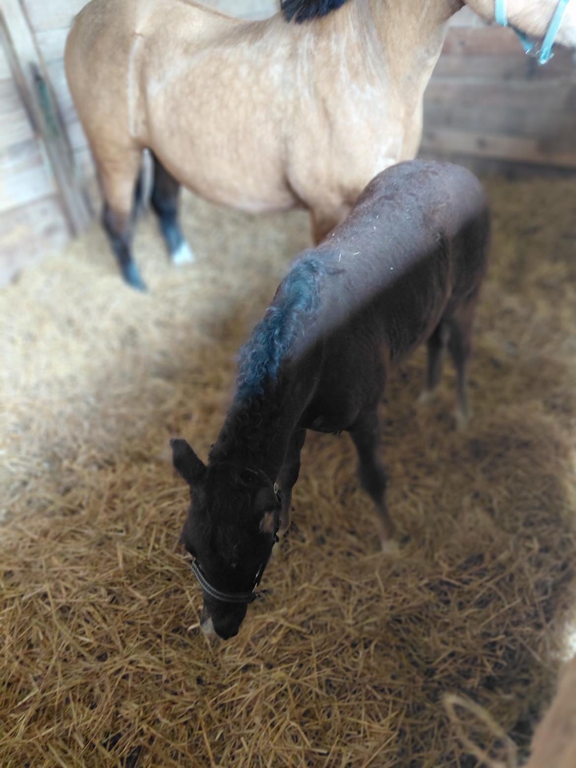 Welsh Pony af Cob-type (sec C) Skovly's Black Dancing Star billede 10