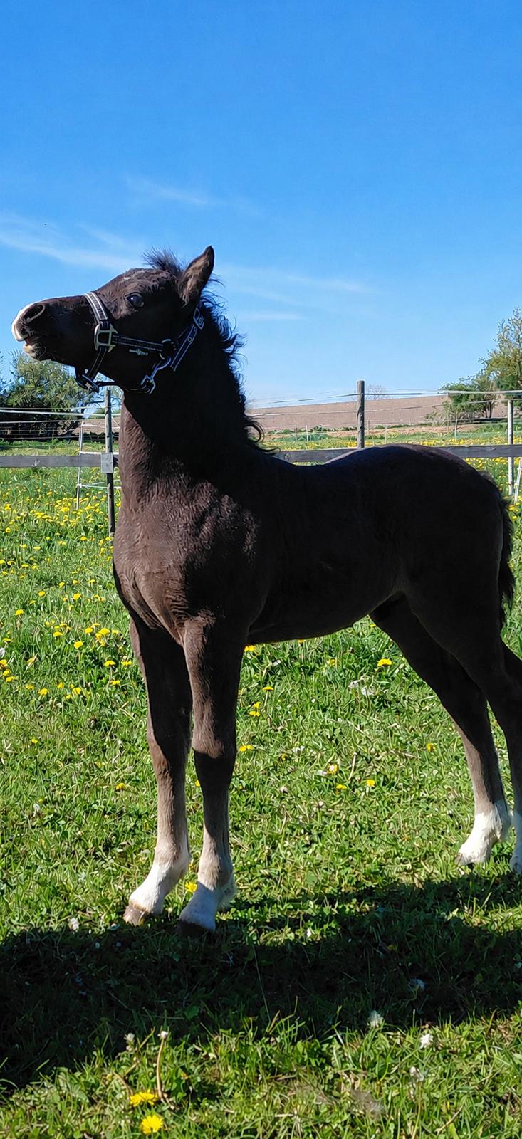 Welsh Pony af Cob-type (sec C) Skovly's Black Dancing Star billede 11