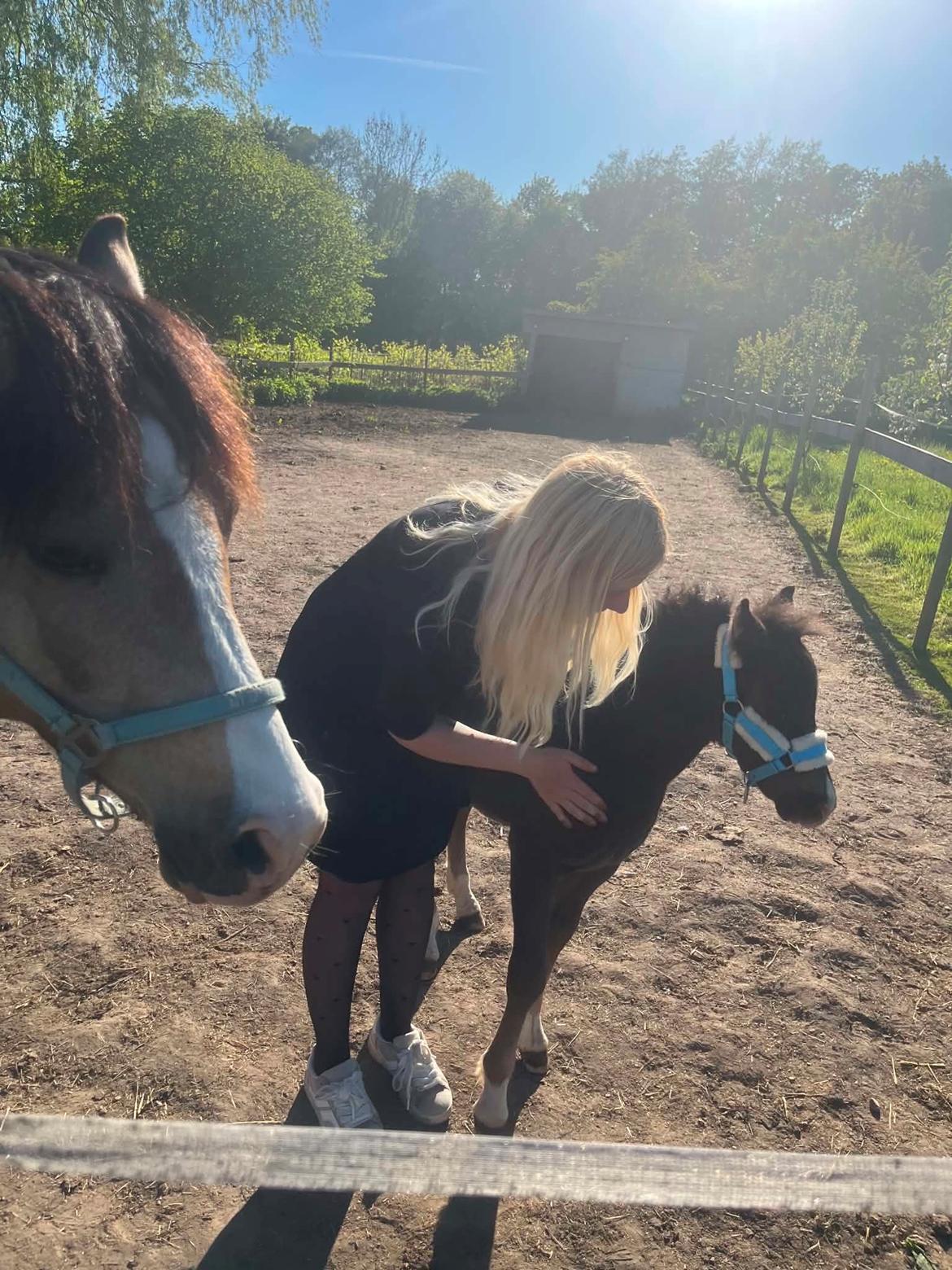 Welsh Pony af Cob-type (sec C) Skovly's Black Dancing Star billede 12
