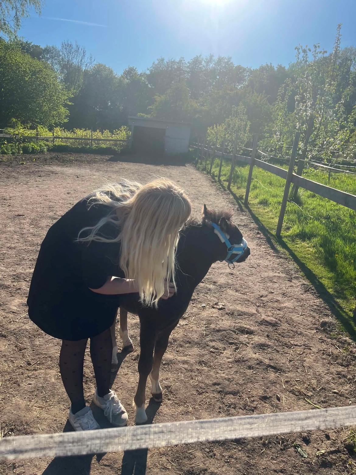 Welsh Pony af Cob-type (sec C) Skovly's Black Dancing Star billede 13
