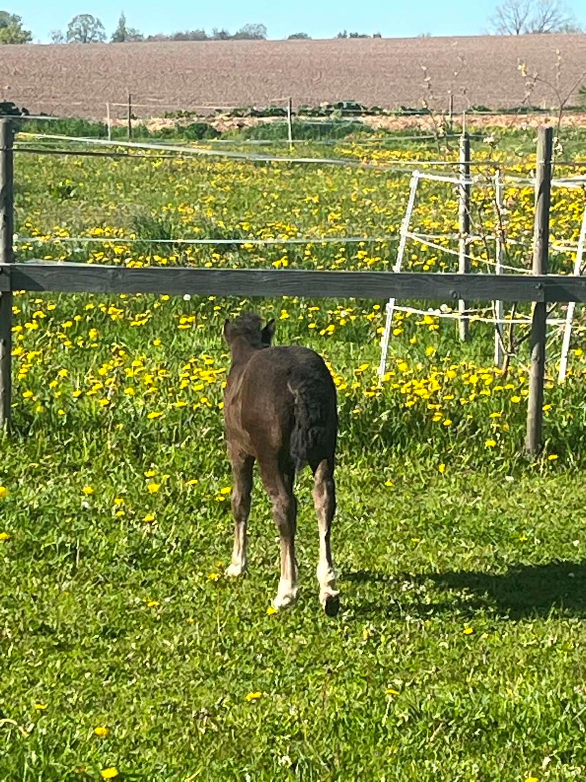 Welsh Pony af Cob-type (sec C) Skovly's Black Dancing Star billede 14