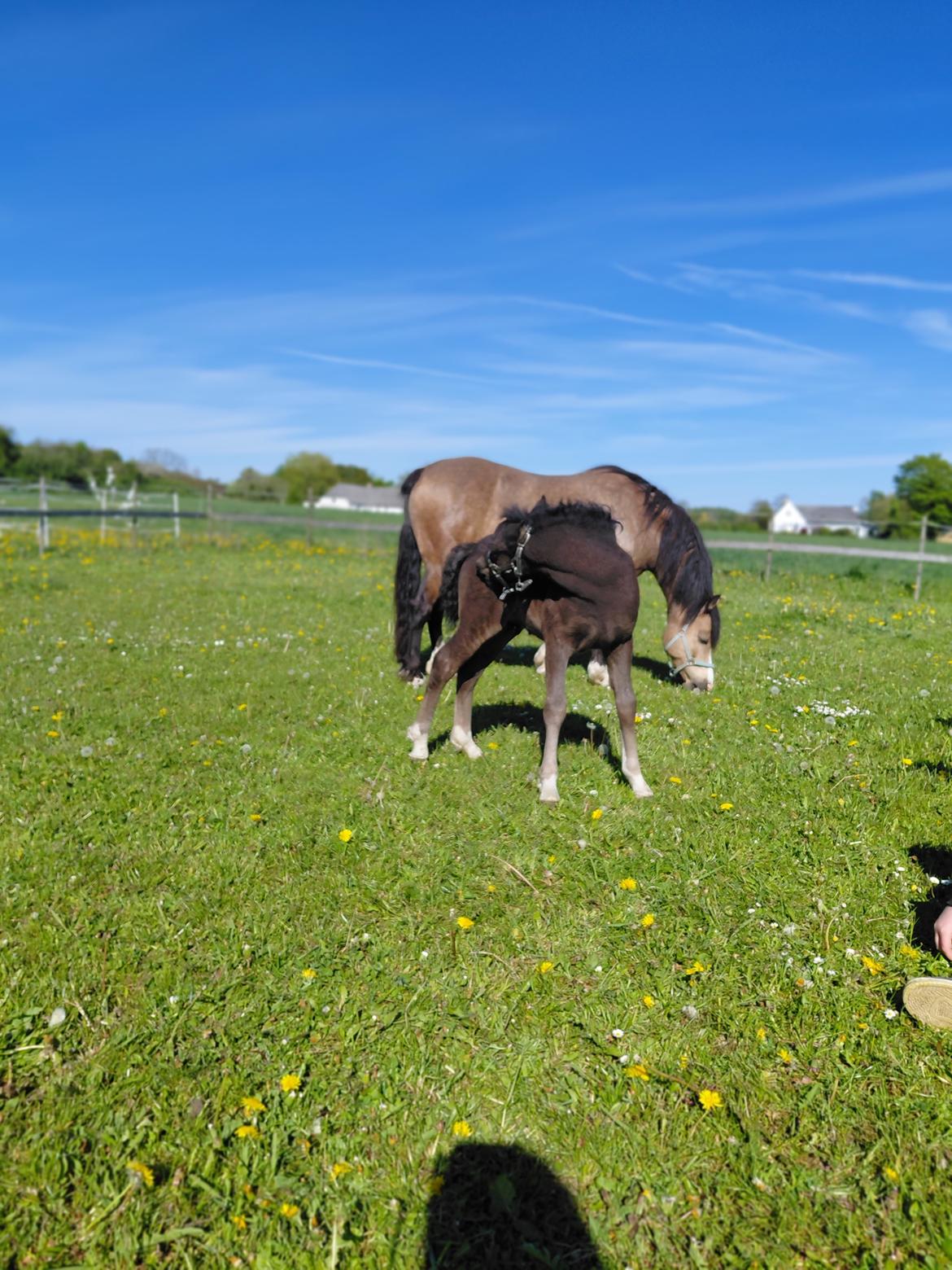 Welsh Pony af Cob-type (sec C) Skovly's Black Dancing Star billede 15
