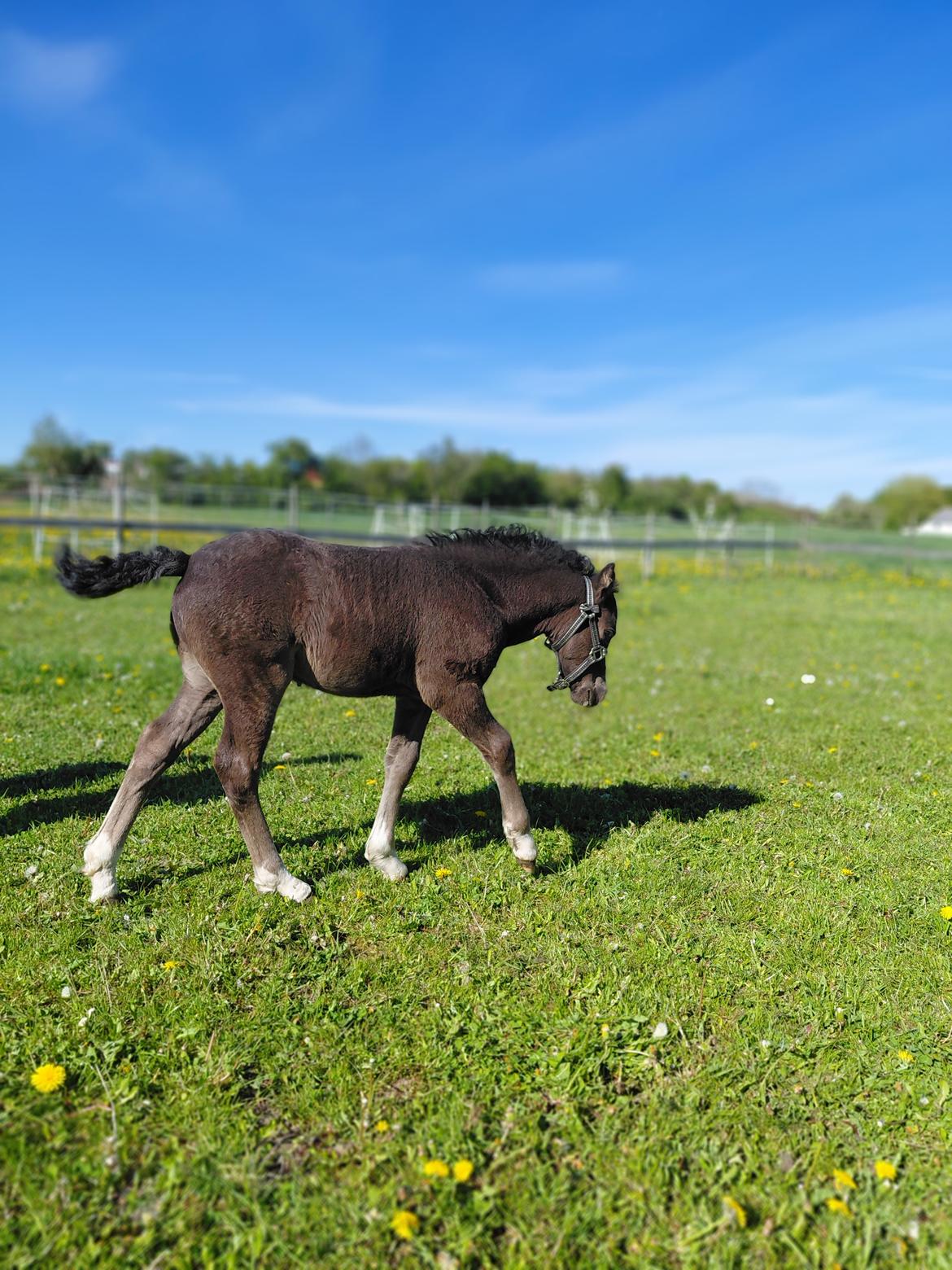Welsh Pony af Cob-type (sec C) Skovly's Black Dancing Star billede 16
