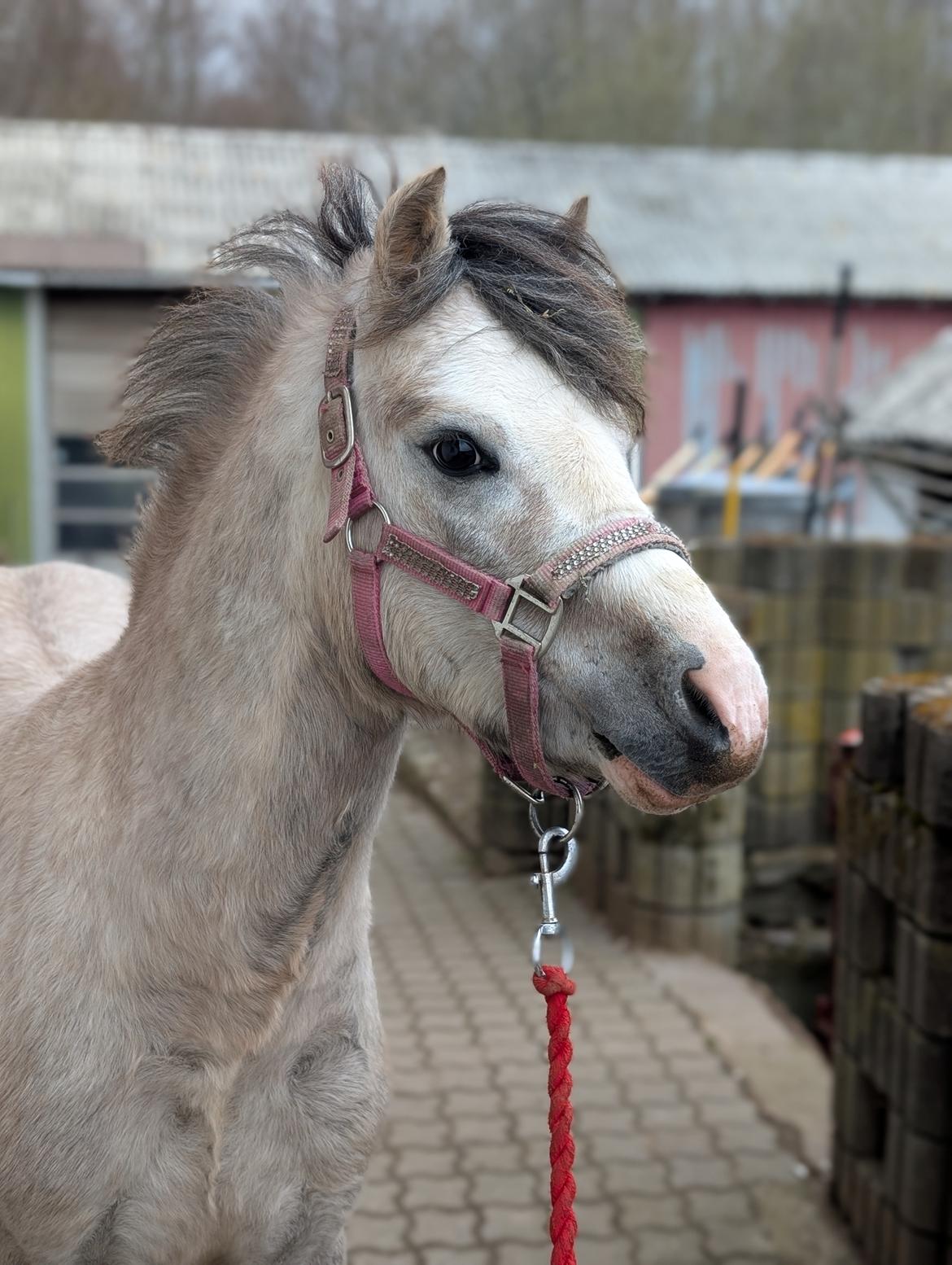 Welsh Mountain (sec A) Dany's reese billede 1