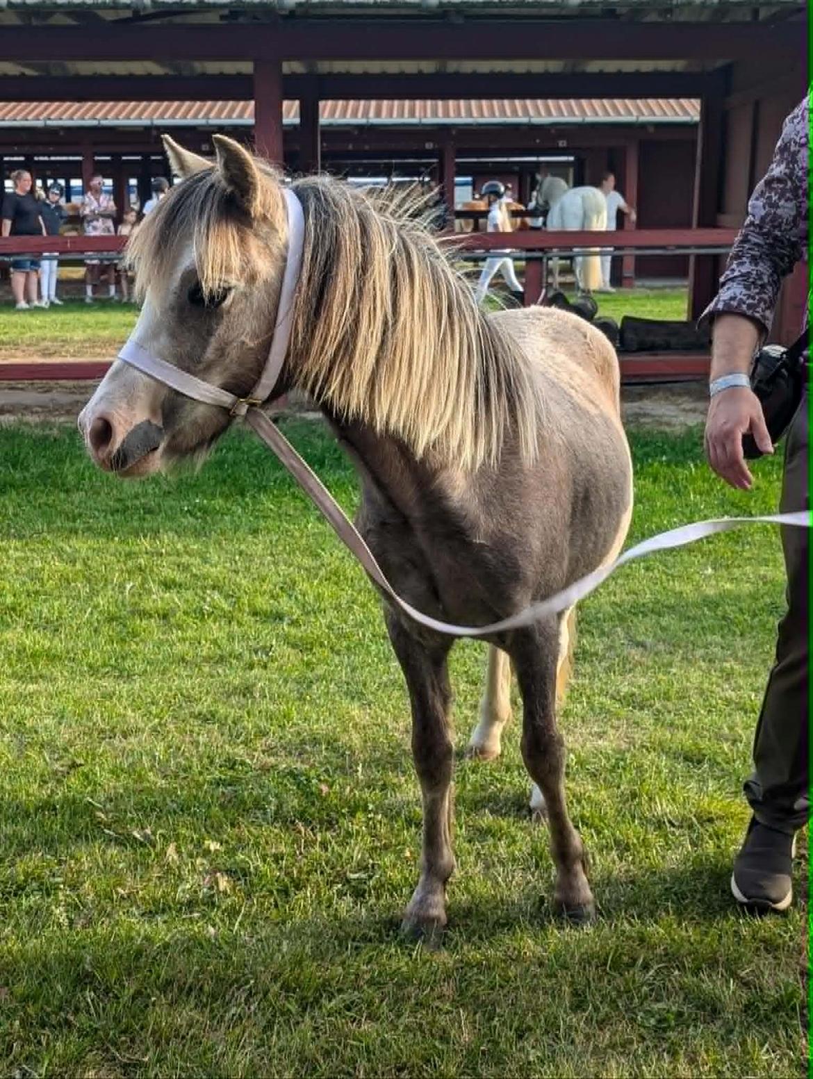 Welsh Mountain (sec A) Dany's reese billede 2