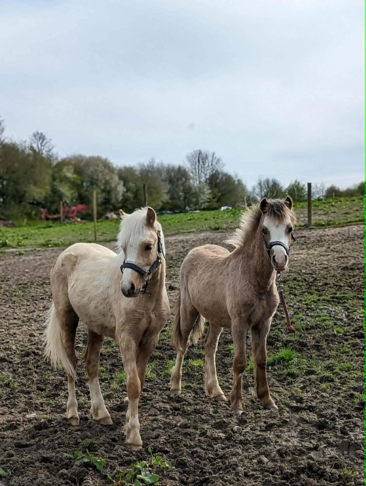 Welsh Mountain (sec A) Dany's reese billede 4